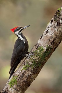Pileated Woodpecker (Dryocopus pileatus) perched on a tree trunk near Victoria, BC, Canada