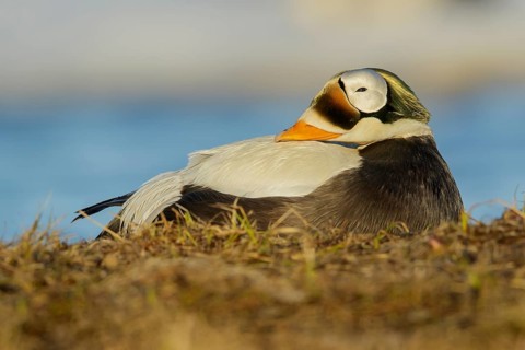 Spectacled Eider (Somateria fischeri) feeding on a small pond on the tundra in Northern Alaska