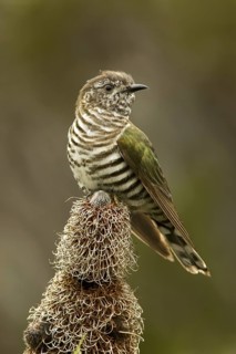 Shining Bronze Cuckoo (Chrysococcyx lucidus), Western Australia, Australia