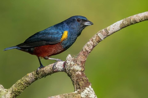Chestnut-bellied Euphonia (Euphonia pectoralis) perched on a branch in the Atlantic Rainforest of