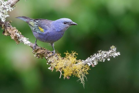 Golden-chevroned Tanager (Thraupis ornata) perched on a branch in the Atlantic rainforest of