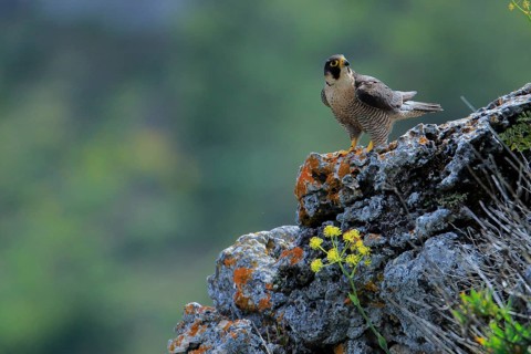 Peregrine Falcon (Falco peregrinus) female perched on a rock, Andalusia, Spain