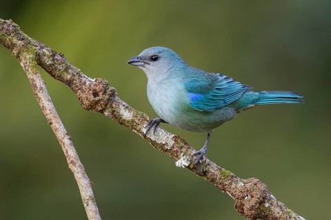 Azure-shouldered Tanager (Thraupis cyanoptera) perched on a branch in the Atlantic Rainforest