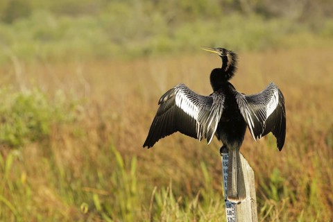 Anhinga (Anhinga anhinga), Florida, USA