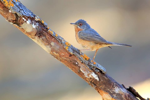 Subalpine Warbler (Sylvia cantillans) male perched on a branch, Andalusia, Spain
