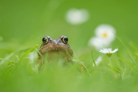 Common frog (Rana temporaria) adult amphibian on a garden grass lawn with daisy flowers in summer,