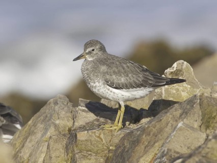 Surfbird (Calidris virgata) juvenile, California, USA