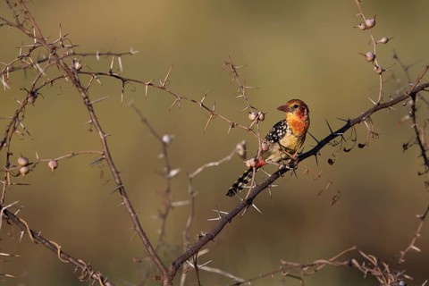 Red-and-yellow Barbet (Trachyphonus erythrocephalus) female perched on a branch, Oromia, Ethiopia