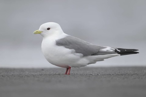 Red-legged Kittiwake (Rissa brevirostris), Alaska, USA