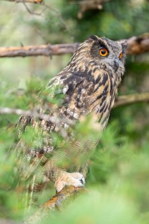 Eurasian eagle-owl (Bubo bubo), captive, sitting on a branch in a forest, Pyrenees, Catalonia,