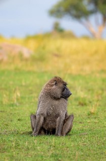 Anubis baboon or green baboon (Papio anubis) sitting in the grass, male, Murchison Falls National