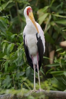 African yellow-billed stork (Mycteria ibis), captive, occurrence in Africa