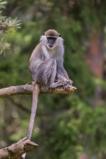 One grivet (Chlorocebus aethiops) sitting on the branch of a tree. Green vegetation in the