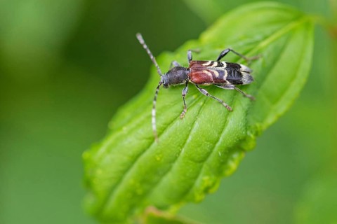 Rufous-shouldered longhorn beetle, Anaglyptus mysticus, rufous-shouldered longhorn beetle, longhorn
