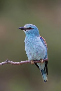 Roller, Almond Crow, (Coracias garrulus), animals, birds, raptors, raptor family, perch, biotope,