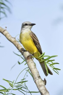 Couch's Kingbird (Tyrannus couchii), Texas, USA