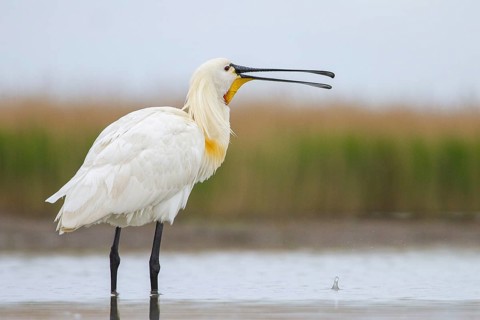 Eurasian Spoonbill (Platalea leucorodia) foraging, Pusztaszer, Hungary