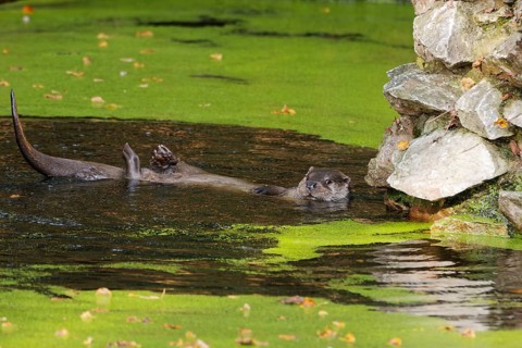 European otter (Lutra lutra) floating on its back in pond covered with green duckweed, resting near
