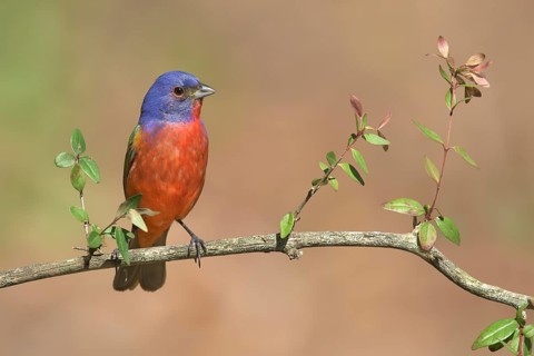 Painted Bunting (Passerina ciris) male perched on a branch, Texas, USA