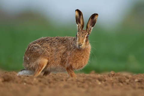 European brown hare (Lepus europaeus) adult animal in a farmland field in spring, Norfolk, England,