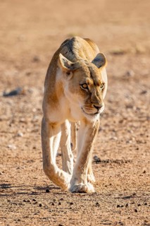 Lioness (Panthera leo) walking on dry ground, Kgalagadi Transfrontier National Park, Northern Cape,