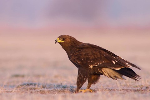 Greater Spotted Eagle (Clanga clanga) juvenile, Subotica, Serbia