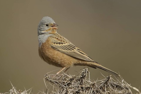 Cretzschmar's Bunting (Emberiza caesia) male singing, Turkey