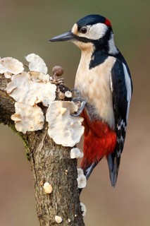 Great Spotted Woodpecker (Dendrocopos major) male, Asturias, Spain