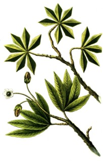 Botany, plants, Yucca anericana and Yucca brasiliana