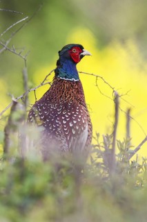 Common Pheasant (Phasianus colchicus) male, Bavaria, Germany