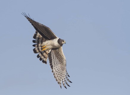Long-winged Harrier (Circus buffoni) flying, Corrientes, Argentina