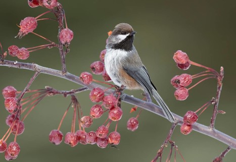 Boreal Chickadee (Poecile hudsonicus) perched on a branch, British Columbia, Canada