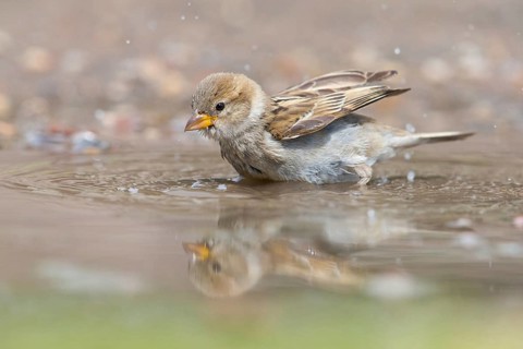 House Sparrow, House Sparrow, Passer domesticus, Moineau domestique, Gorrión Común, Muselievo,