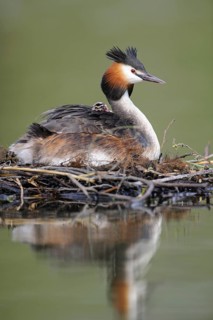 Great Crested Grebe (Podiceps cristatus) nest, Lower Saxony, Germany
