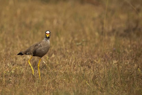 African Wattled Lapwing (Vanellus senegallus), Lake Mburo National Park, Uganda