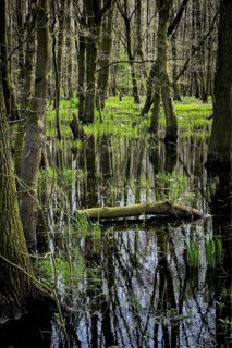 Ochsenmoor nature reserve, flooded, water, flood, climate, climate change, forest, moor, heavy