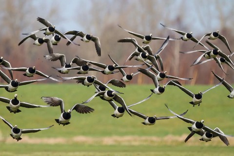 Barnacle Goose (Branta leucopsis) flying, Netherlands