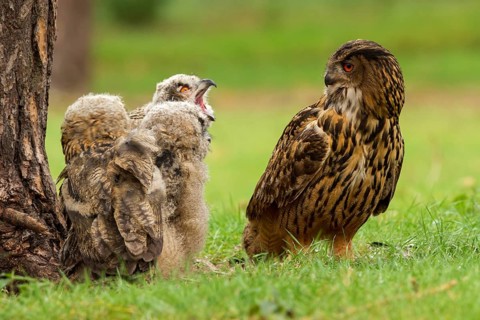 Eurasian Eagle-Owl (Bubo bubo) female with juvenile, Utrecht, Netherlands