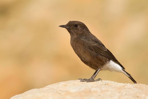 Black Wheatear (Oenanthe leucura) female, Morocco