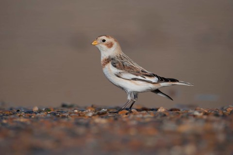 Snow bunting (Plectrophenax nivalis) adult bird on a coastal shingle beach in winter, Norfolk,