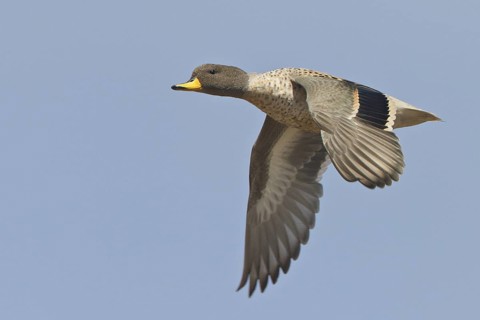 Speckled Teal (Anas flavirostris) in flight in Bolivia, South America