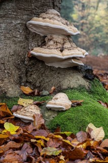 Tinder fungus (Fomes fomentarius) on a beech tree (Fagus sylvatica), Emsland, Lower Saxony, Germany