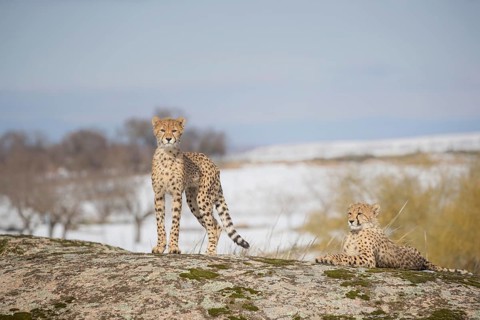 Cheetah (Acinonyx jubatus) two on a rock in snow covered landscape, Castile-La Mancha, Spain
