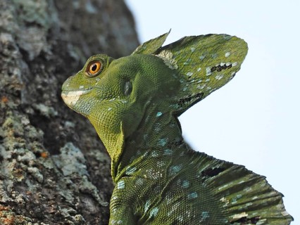Helmeted Basilisk (Basiliscus basiliscus)
