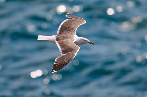 A gull flies with spread wings over the deep blue sea, Great Black-backed Gull (Larus marinus),