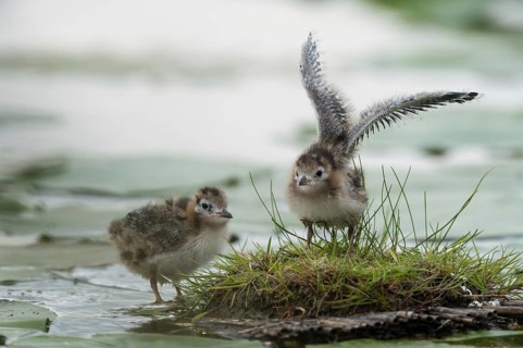 Black Tern (Chlidonias niger) chicks, Schleswig-Holstein, Germany
