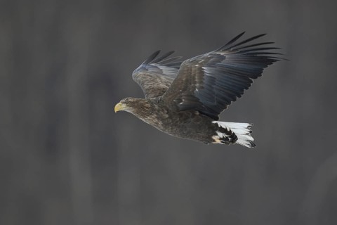 White-tailed Eagle (Haliaeetus albicilla) flying, Hokkaido, Japan