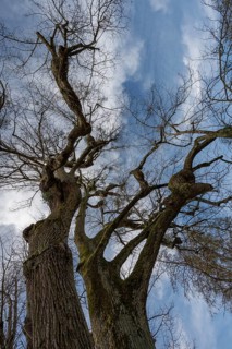 Bare lime trees (Tilia) against a cloudy sky, Bavaria, Germany