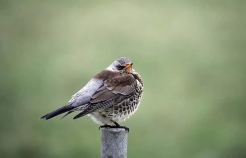 Fieldfare (Turdus pilaris) sitting on a perch, Schleswig-Holstein, Germany