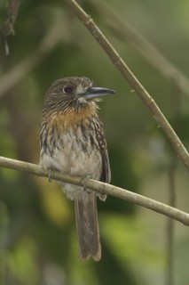 White-whiskered Puffbird (Malacoptila panamensis), Costa Rica
